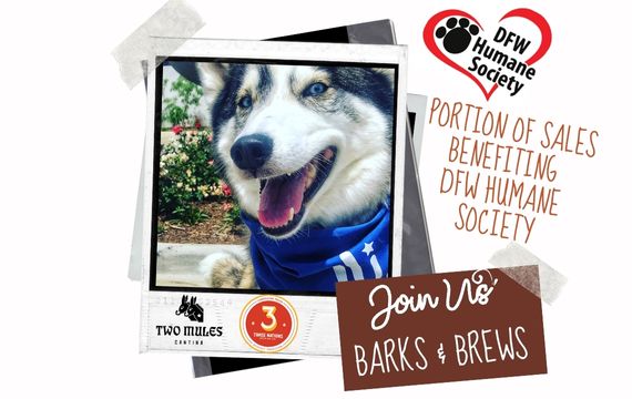 Barks and Brews in Irving, Texas